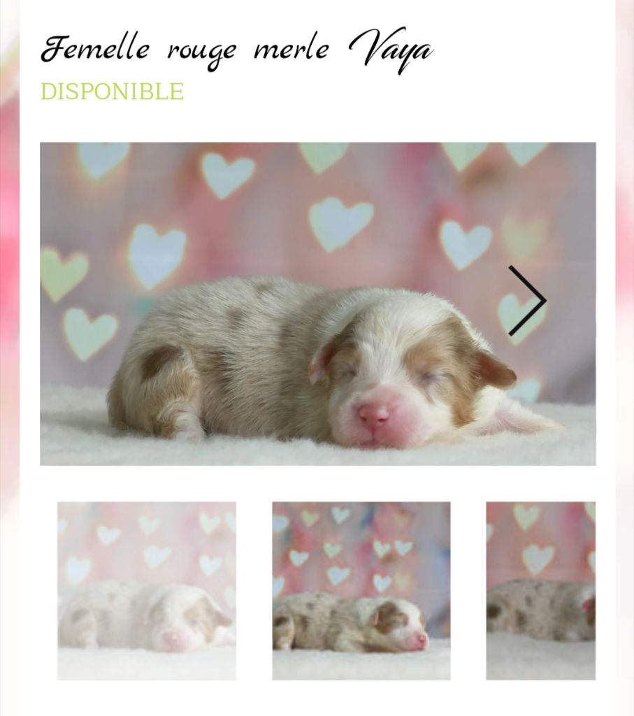 De L'Esprit D'Oural - Chiot disponible  - Berger Australien