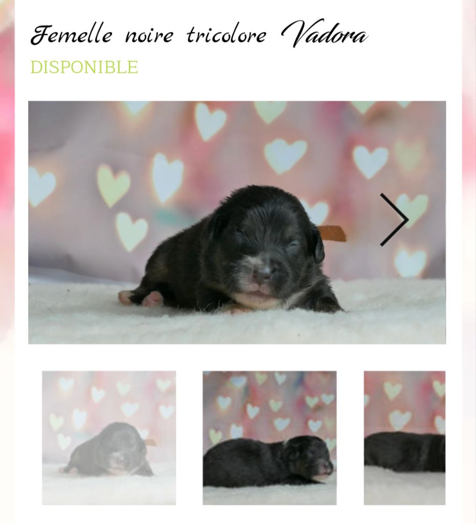 De L'Esprit D'Oural - Chiot disponible  - Berger Australien