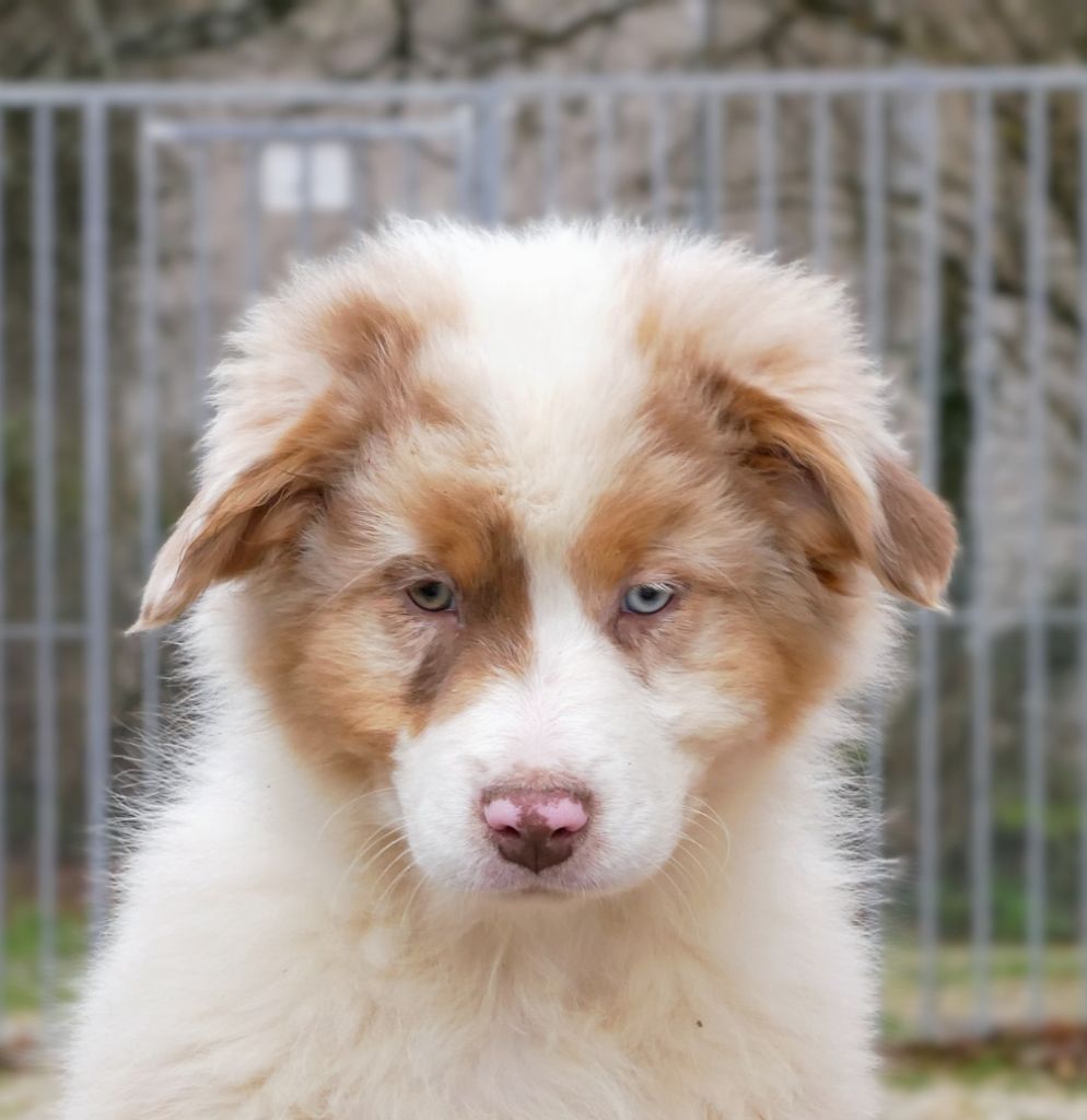 De L'Esprit D'Oural - Chiot disponible  - Berger Australien