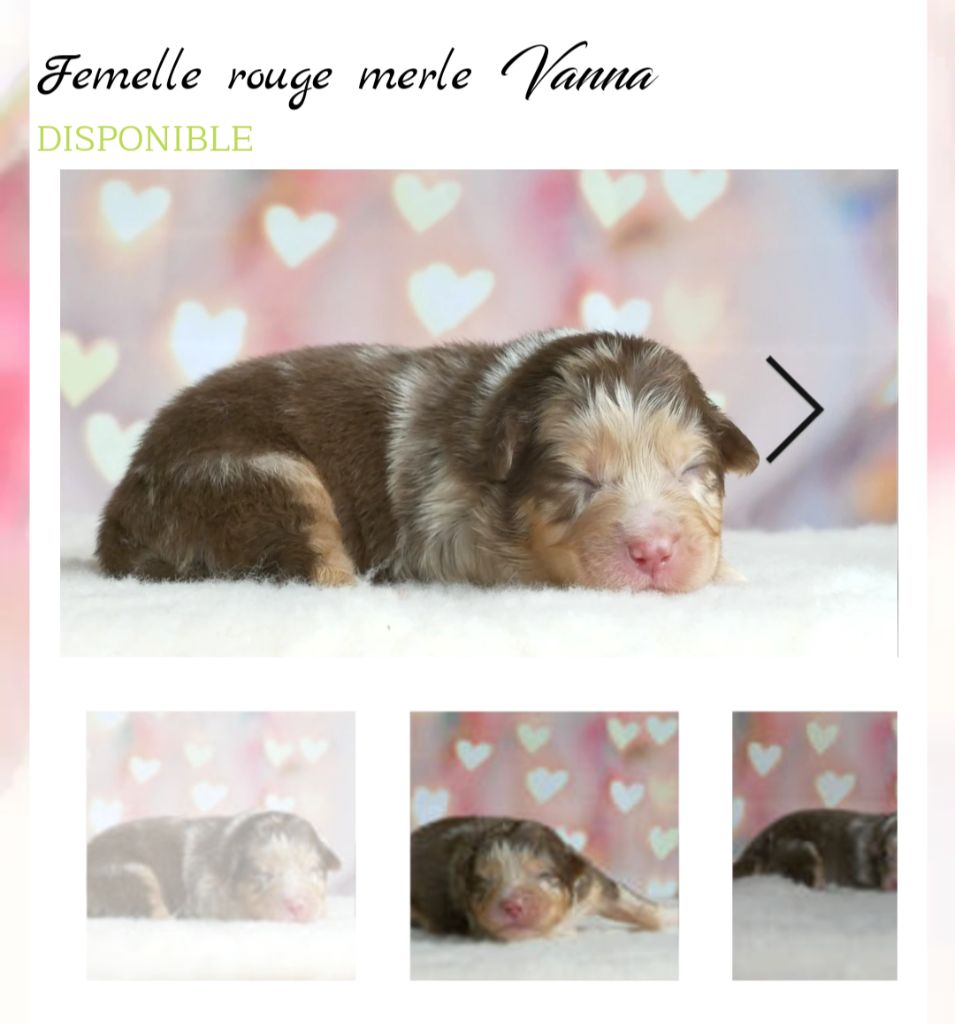 De L'Esprit D'Oural - Chiot disponible  - Berger Australien