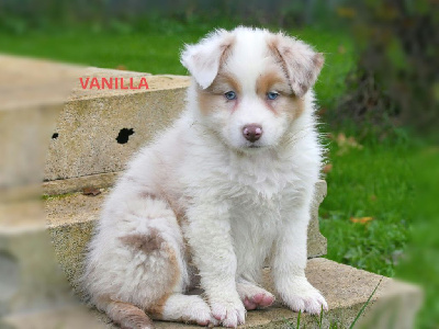 VANILLA 