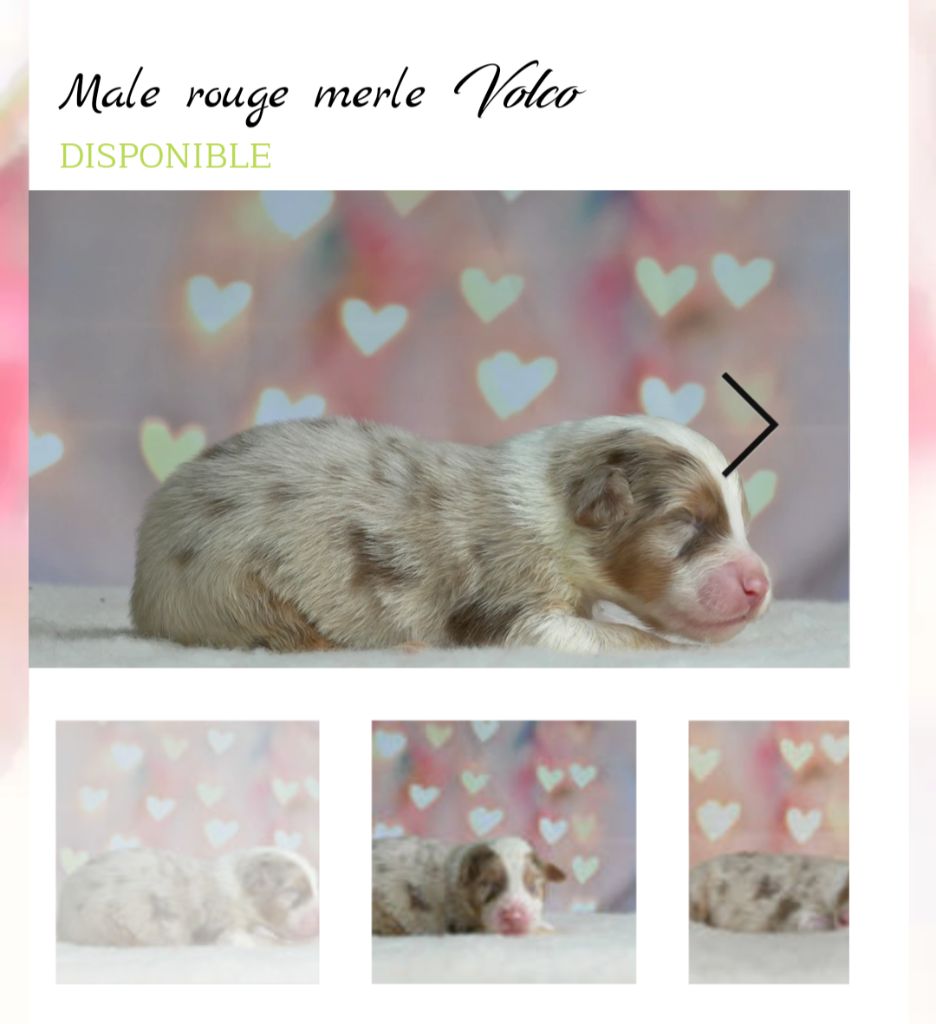 De L'Esprit D'Oural - Chiot disponible  - Berger Australien