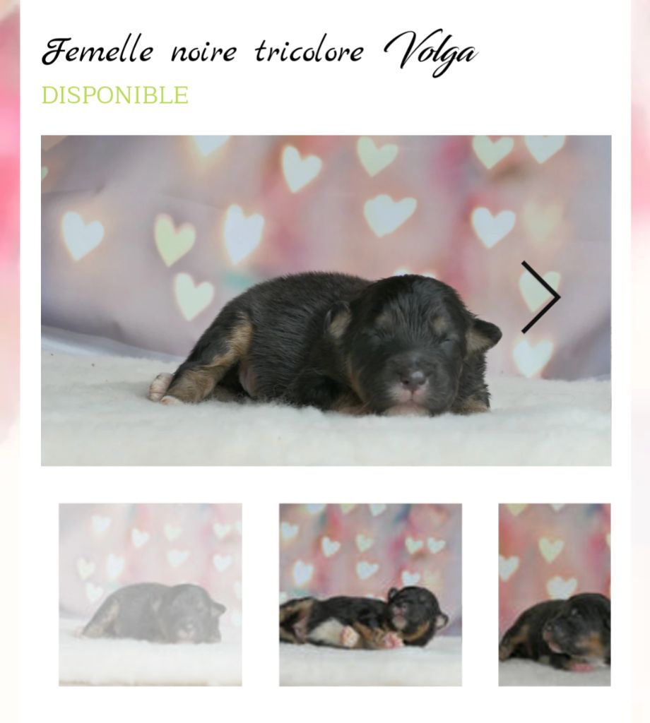 De L'Esprit D'Oural - Chiot disponible  - Berger Australien