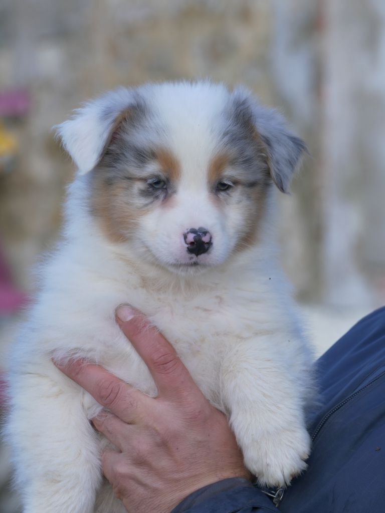 De L'Esprit D'Oural - Chiot disponible  - Berger Australien