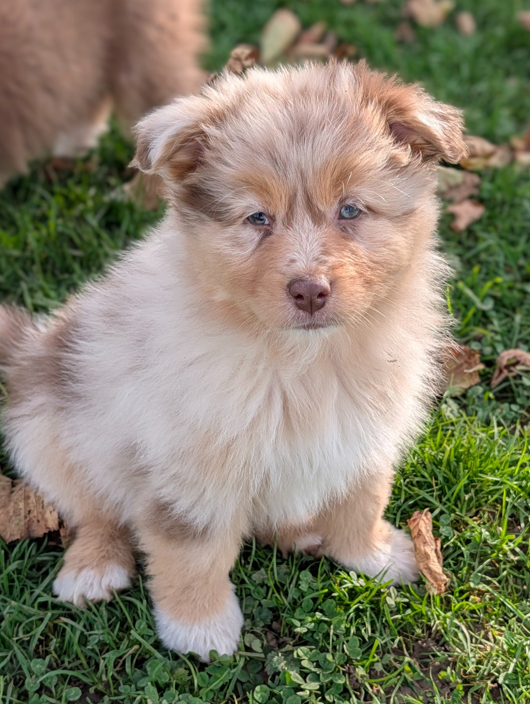 3 chiots Berger Australien disponible