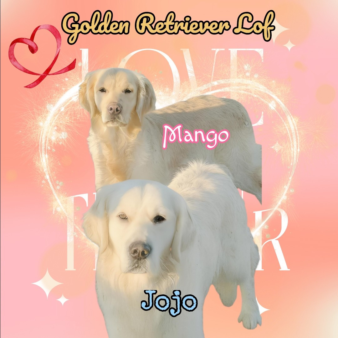 Futur portée Golden Retriever