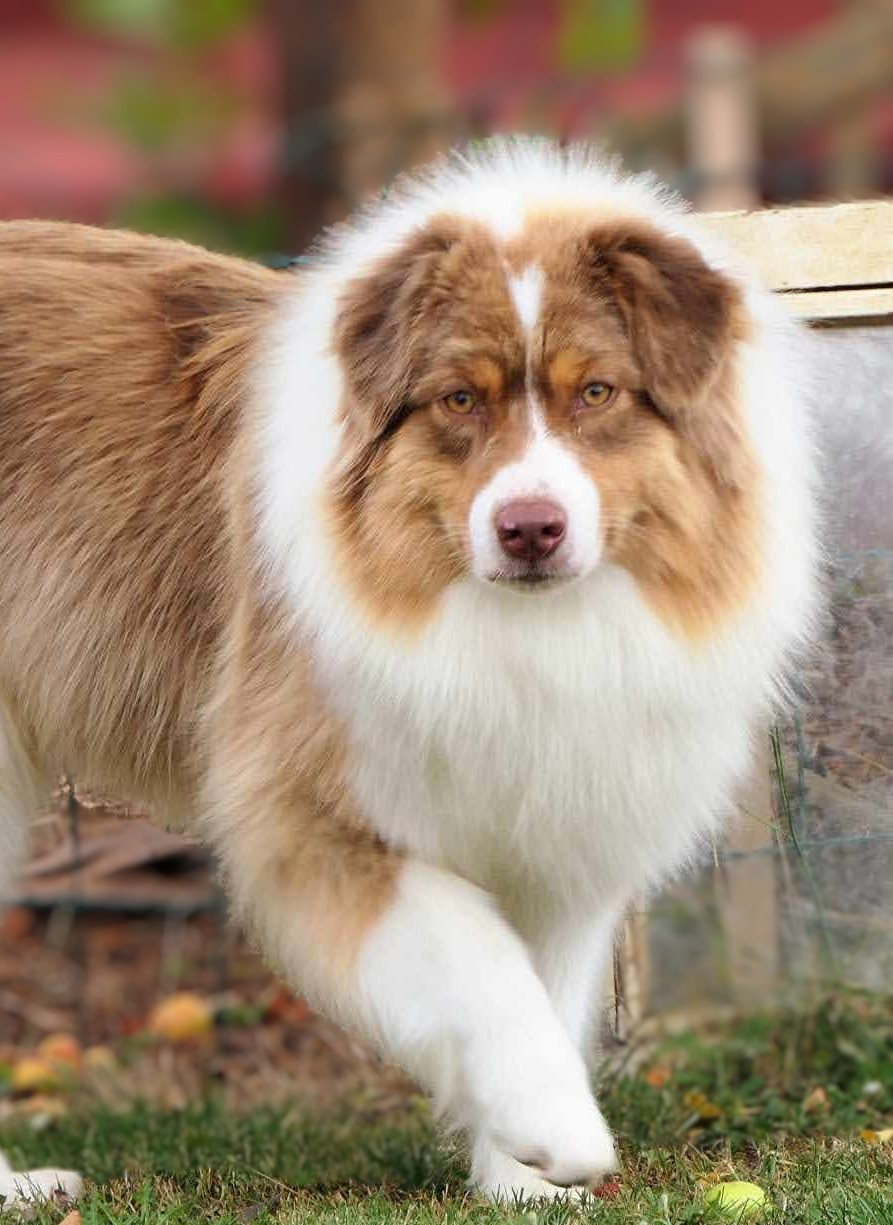 Chiot Berger Australien De L'Esprit D'Oural