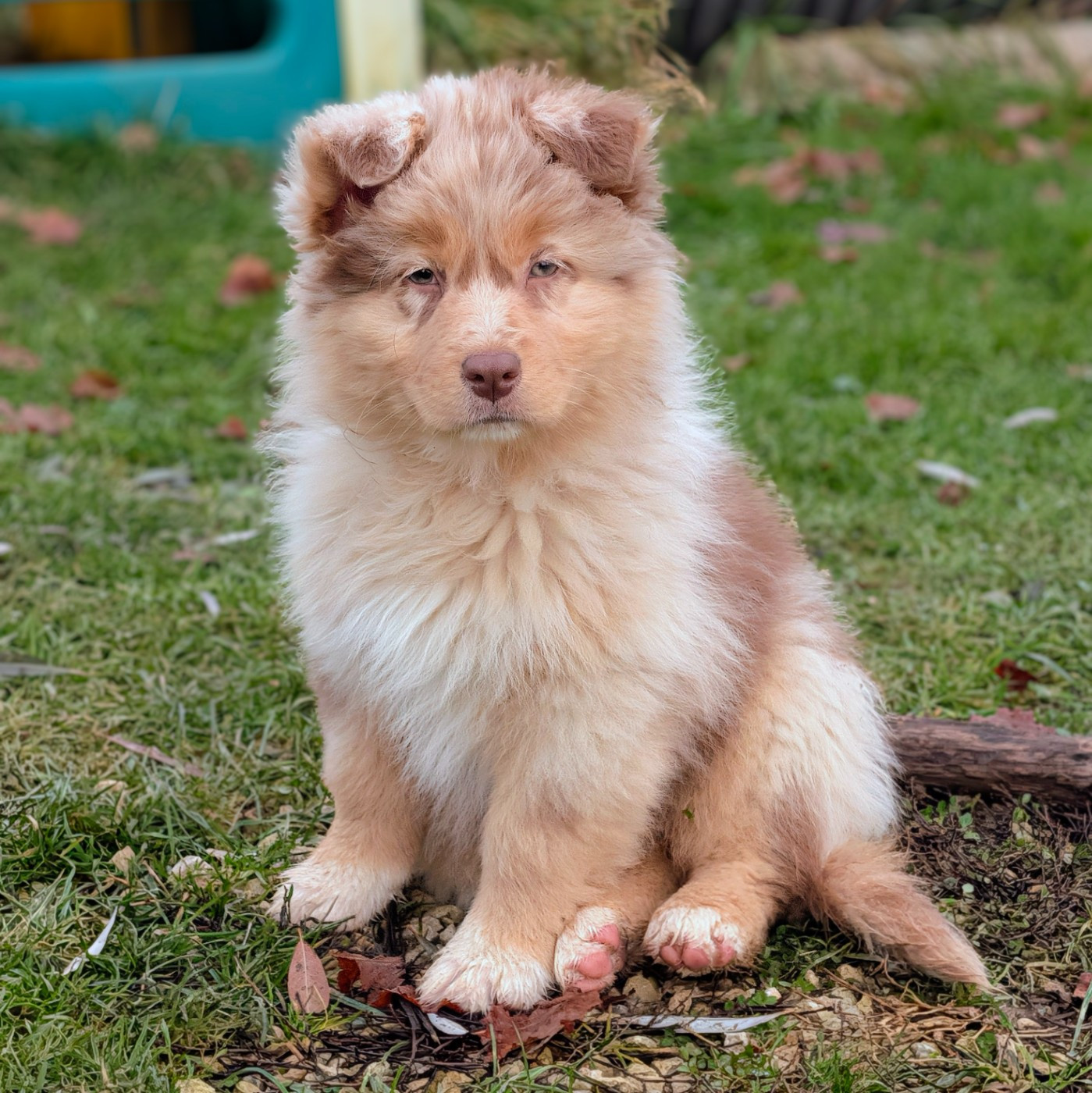 De L'Esprit D'Oural - Chiots disponibles - Berger Australien