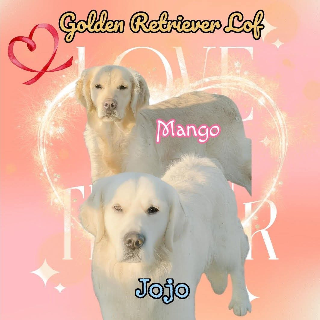 Chiot Golden Retriever De L'Esprit D'Oural