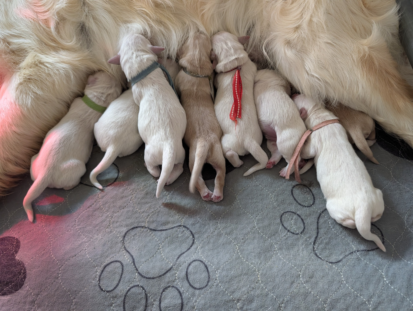 De L'Esprit D'Oural - Chiots disponibles - Golden Retriever