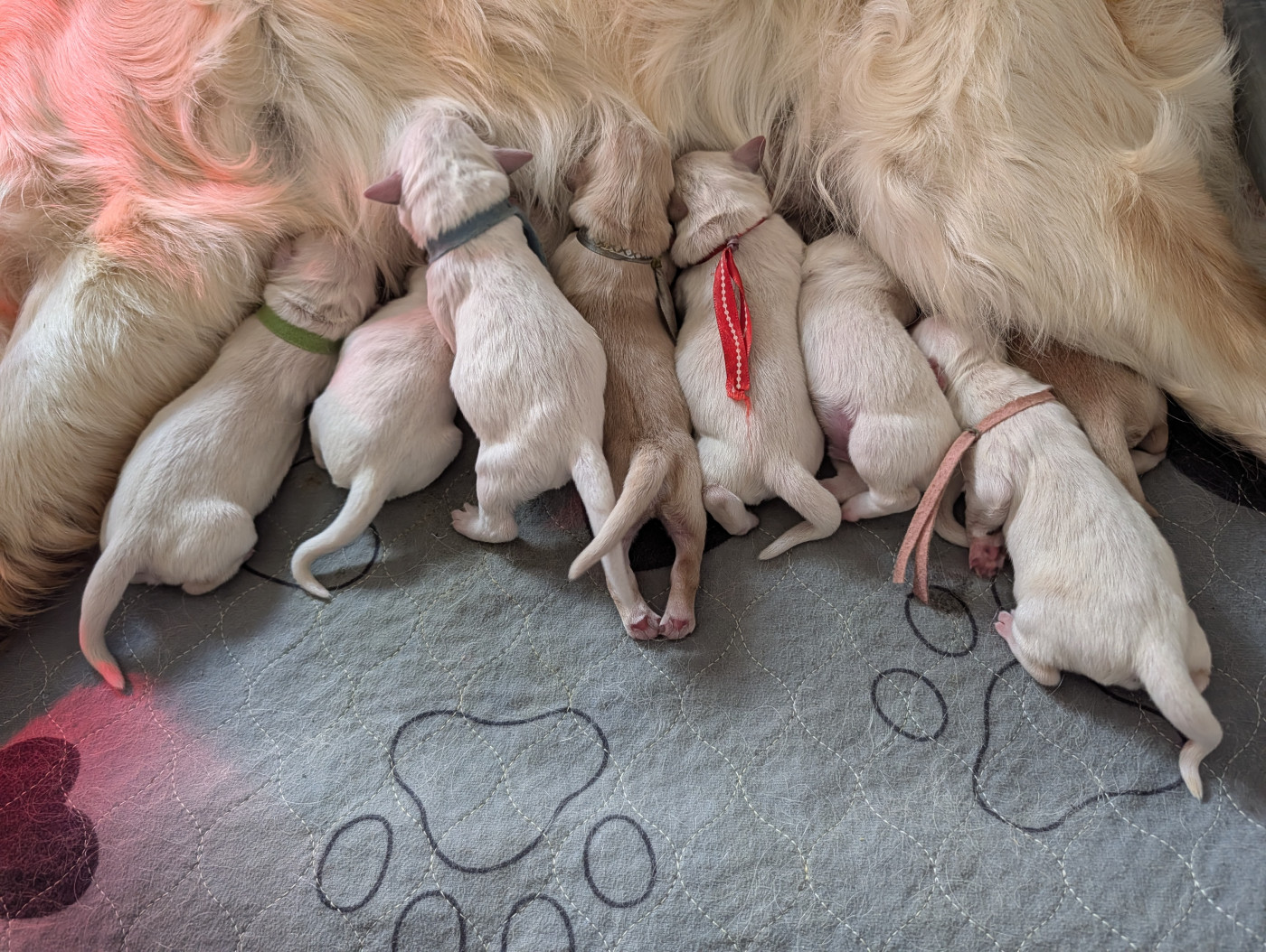 De L'Esprit D'Oural - Chiots disponibles - Golden Retriever
