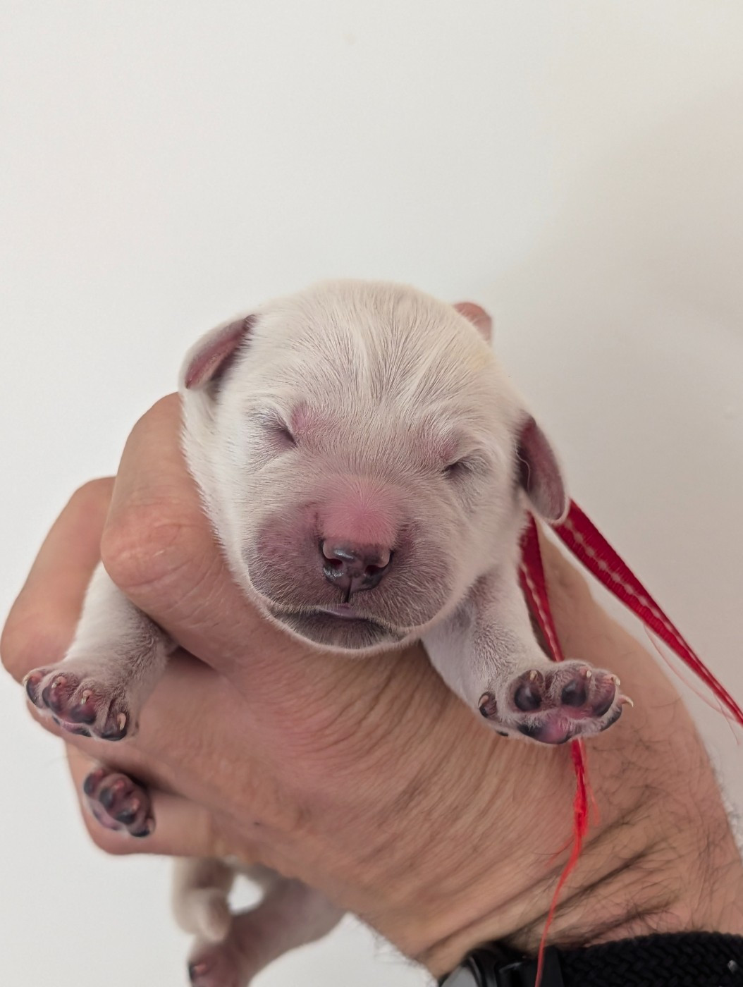 De L'Esprit D'Oural - Chiots disponibles - Golden Retriever