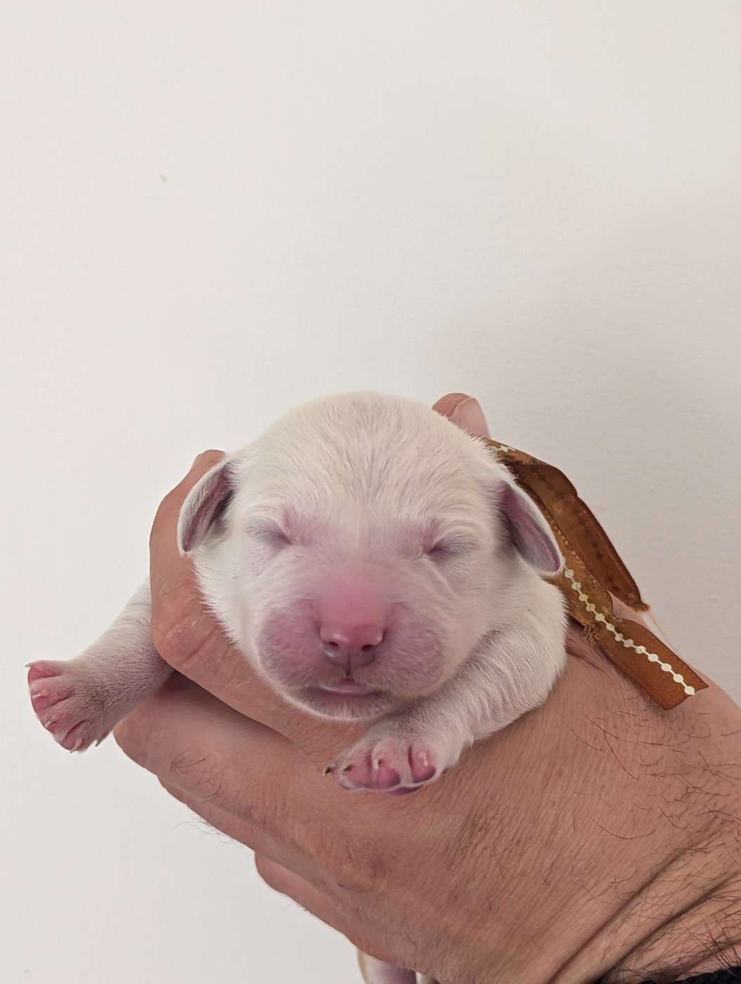 De L'Esprit D'Oural - Chiots disponibles - Golden Retriever