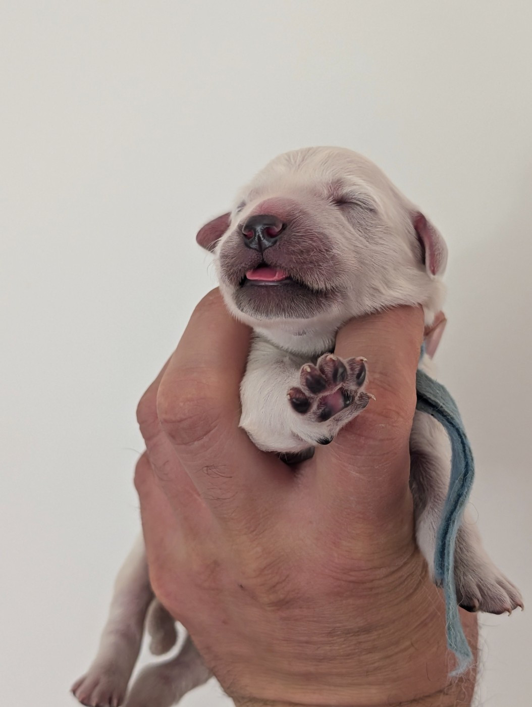 De L'Esprit D'Oural - Chiots disponibles - Golden Retriever