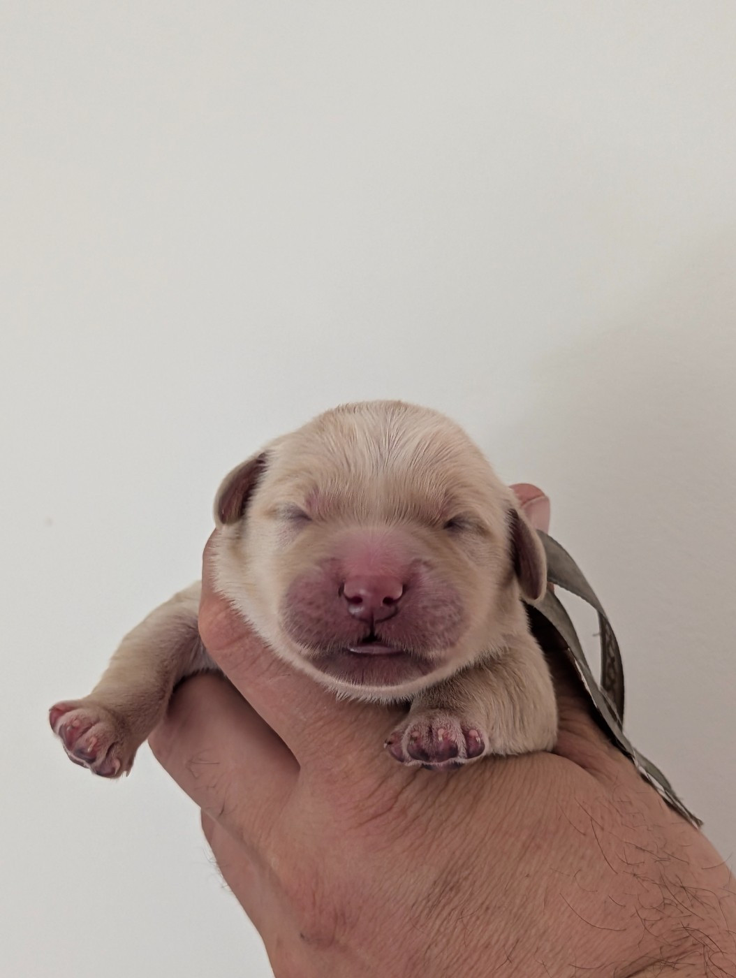 De L'Esprit D'Oural - Chiots disponibles - Golden Retriever