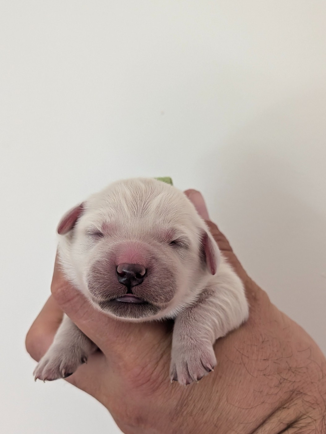 De L'Esprit D'Oural - Chiots disponibles - Golden Retriever