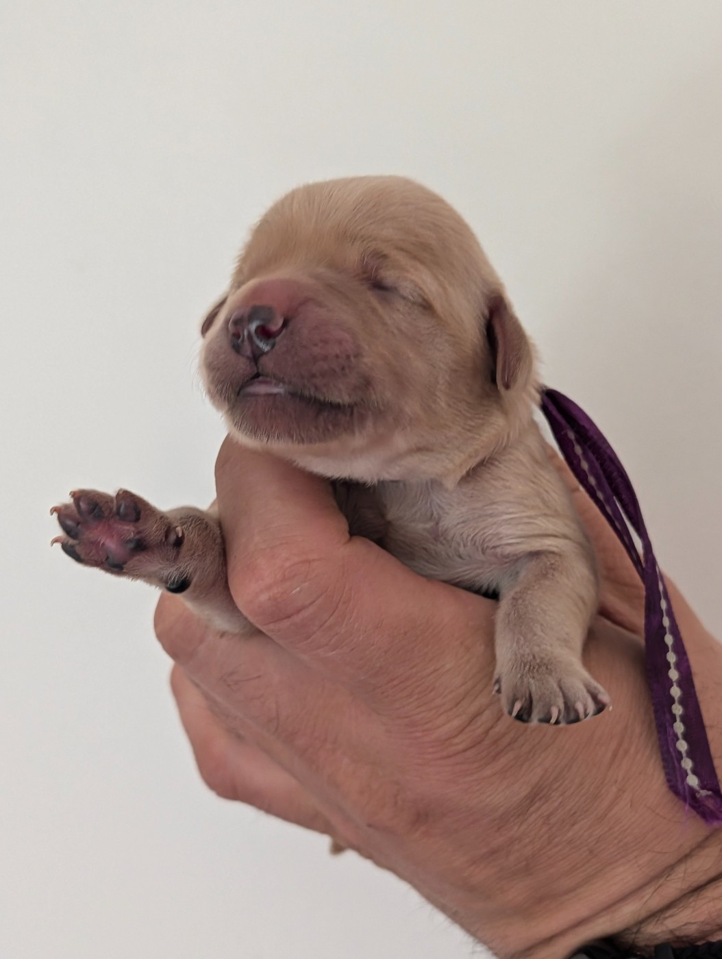 De L'Esprit D'Oural - Chiots disponibles - Golden Retriever
