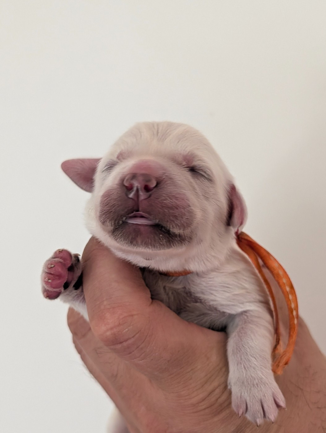 De L'Esprit D'Oural - Chiots disponibles - Golden Retriever