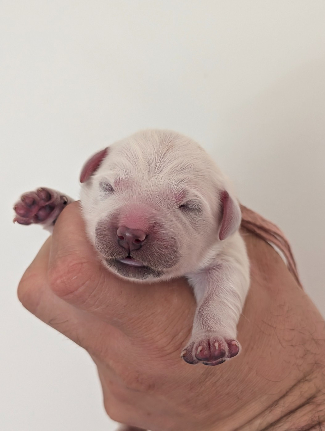 De L'Esprit D'Oural - Chiots disponibles - Golden Retriever