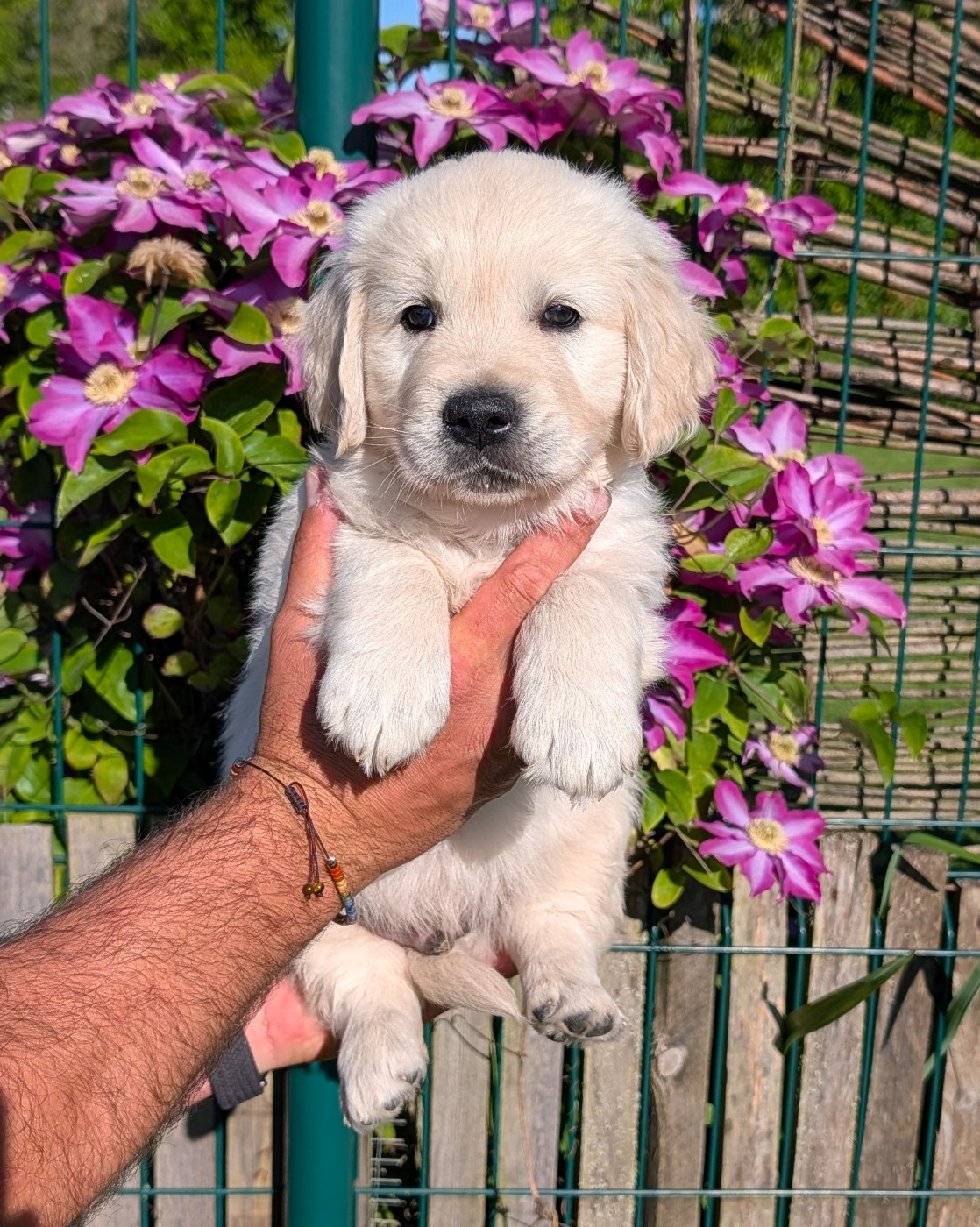 De L'Esprit D'Oural - Chiots disponibles - Golden Retriever