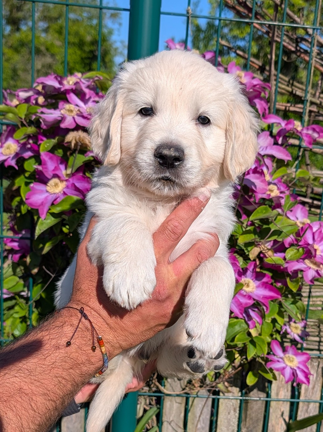 De L'Esprit D'Oural - Chiots disponibles - Golden Retriever