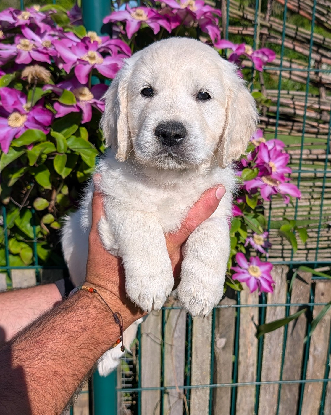De L'Esprit D'Oural - Chiots disponibles - Golden Retriever