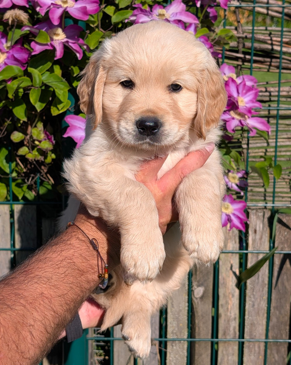 De L'Esprit D'Oural - Chiots disponibles - Golden Retriever