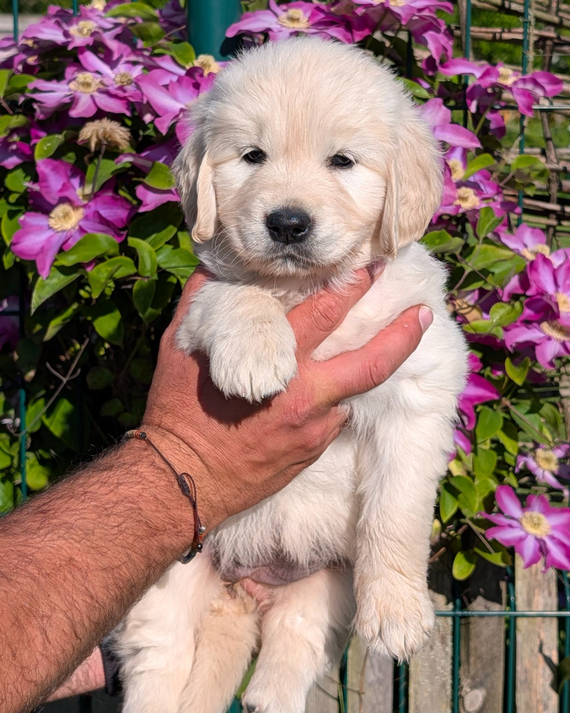 De L'Esprit D'Oural - Chiots disponibles - Golden Retriever