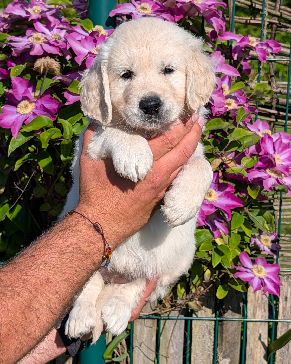 De L'Esprit D'Oural - Chiots disponibles - Golden Retriever