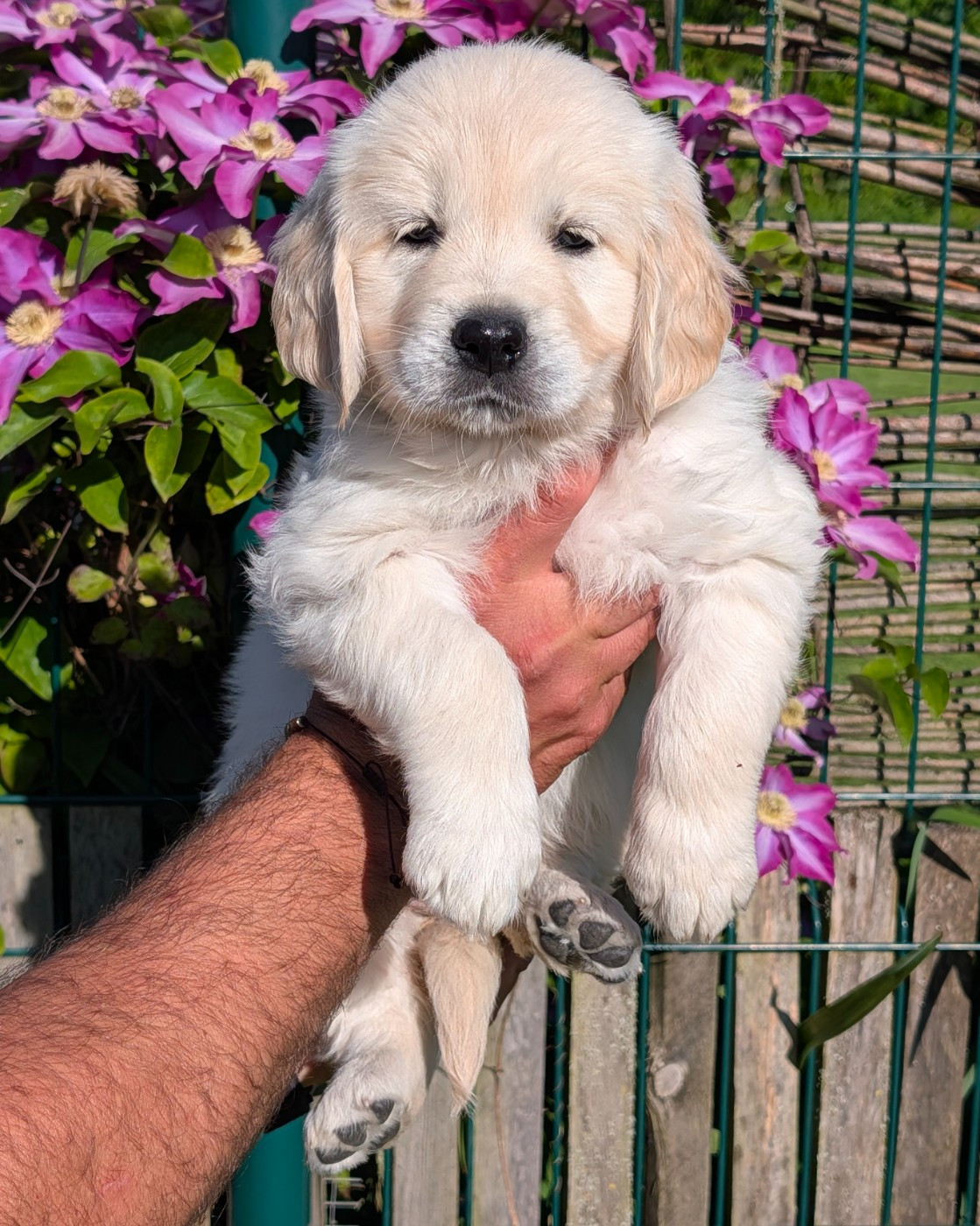 De L'Esprit D'Oural - Chiots disponibles - Golden Retriever