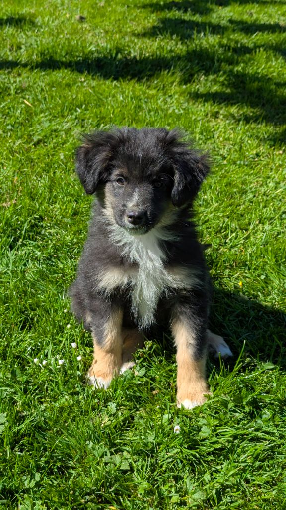 De L'Esprit D'Oural - Chiots disponibles - Berger Américain Miniature 