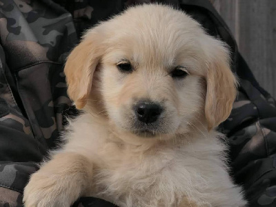 Vanille CARAMEL 