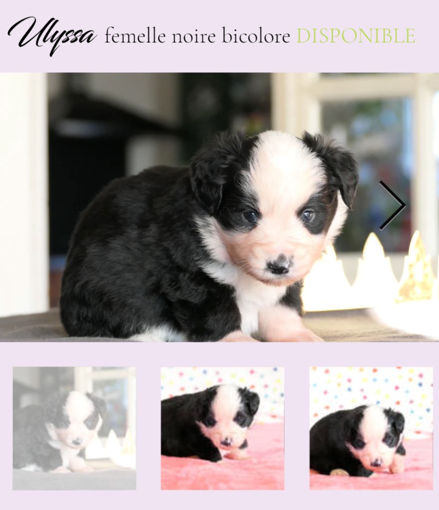 De L'Esprit D'Oural - Chiots disponibles - Berger Américain Miniature 