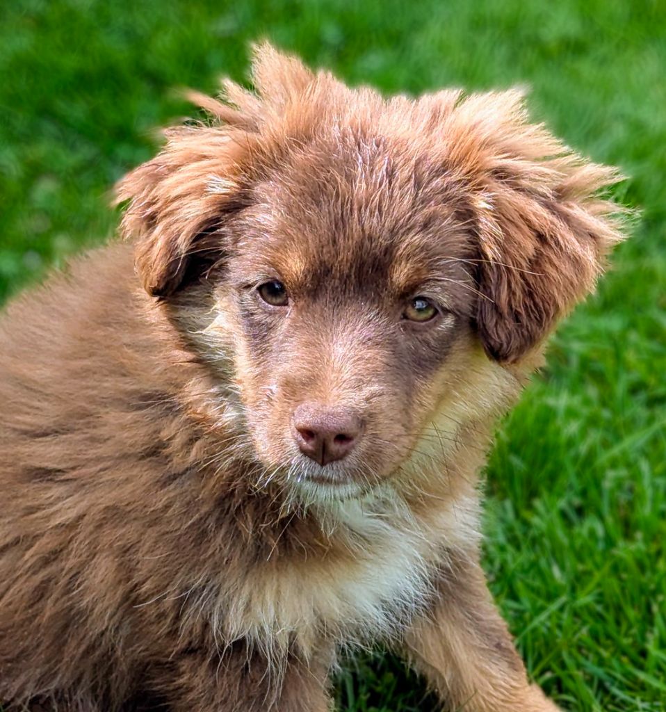 De L'Esprit D'Oural - Chiots disponibles - Berger Américain Miniature 