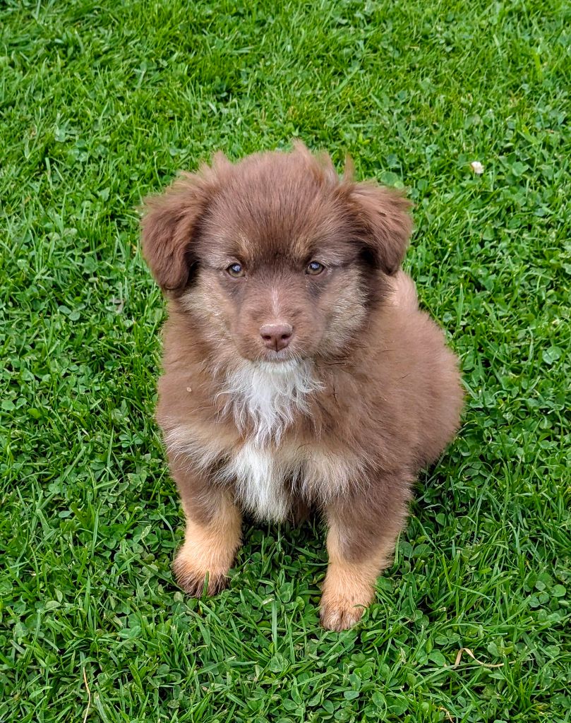 De L'Esprit D'Oural - Chiots disponibles - Berger Américain Miniature 